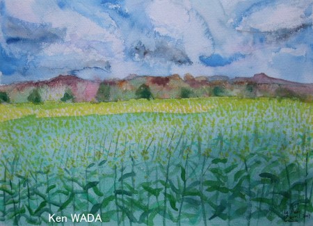 Les champs de colza Les champs de colza